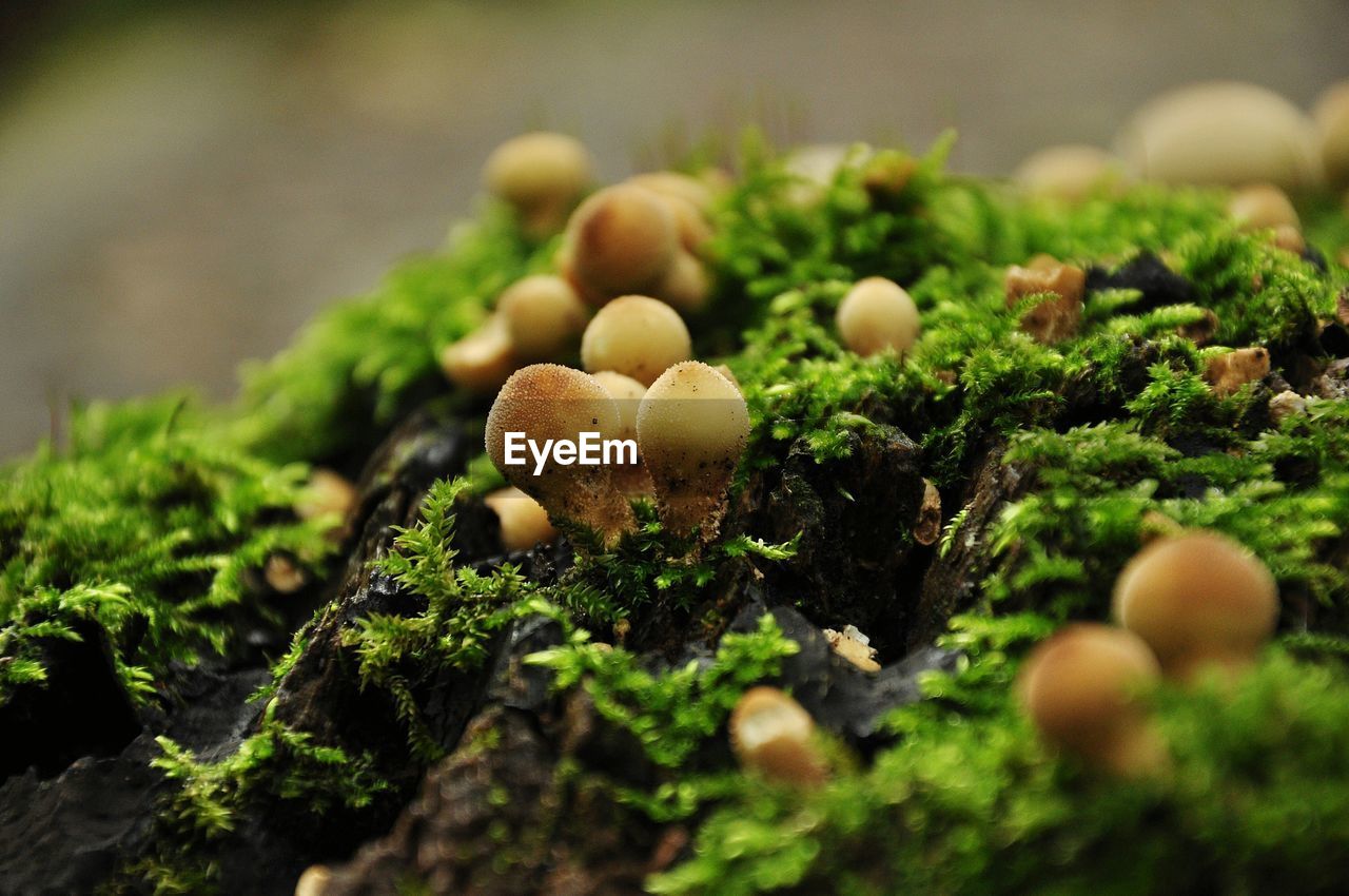 Close-up of mushrooms growing on tree trunk