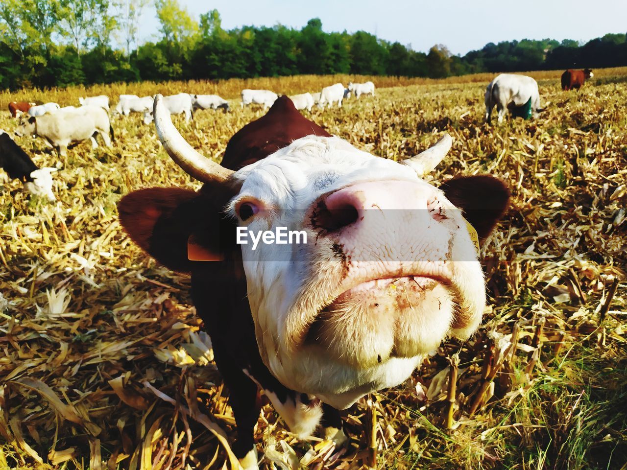 VIEW OF COW IN FIELD