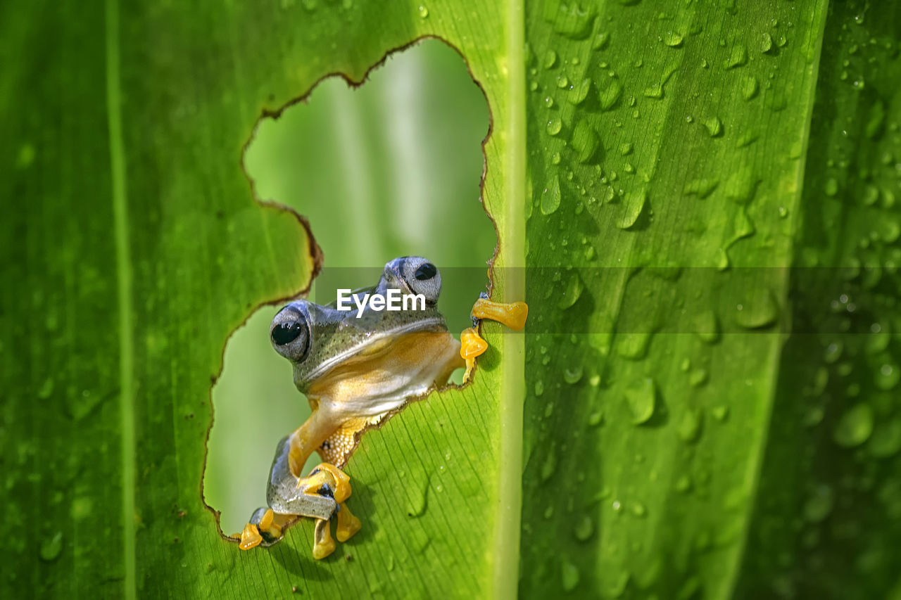 Extreme close-up of frog on wet leaf