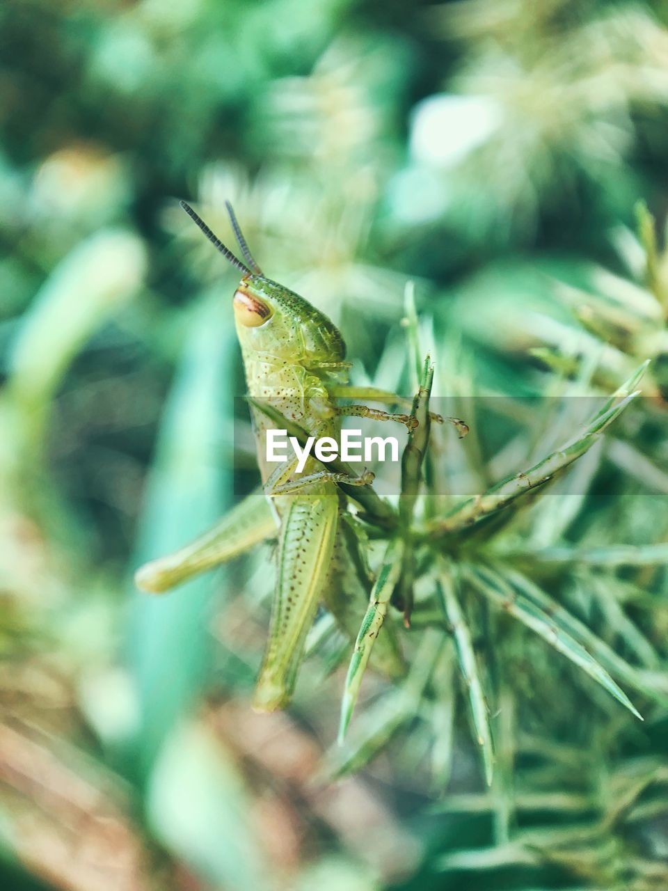 Close-up of insect on leaf