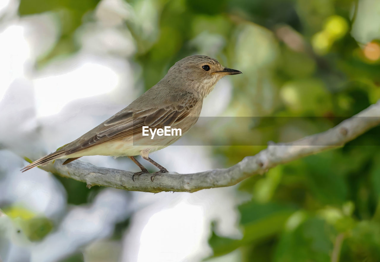 close-up of bird perching on plant