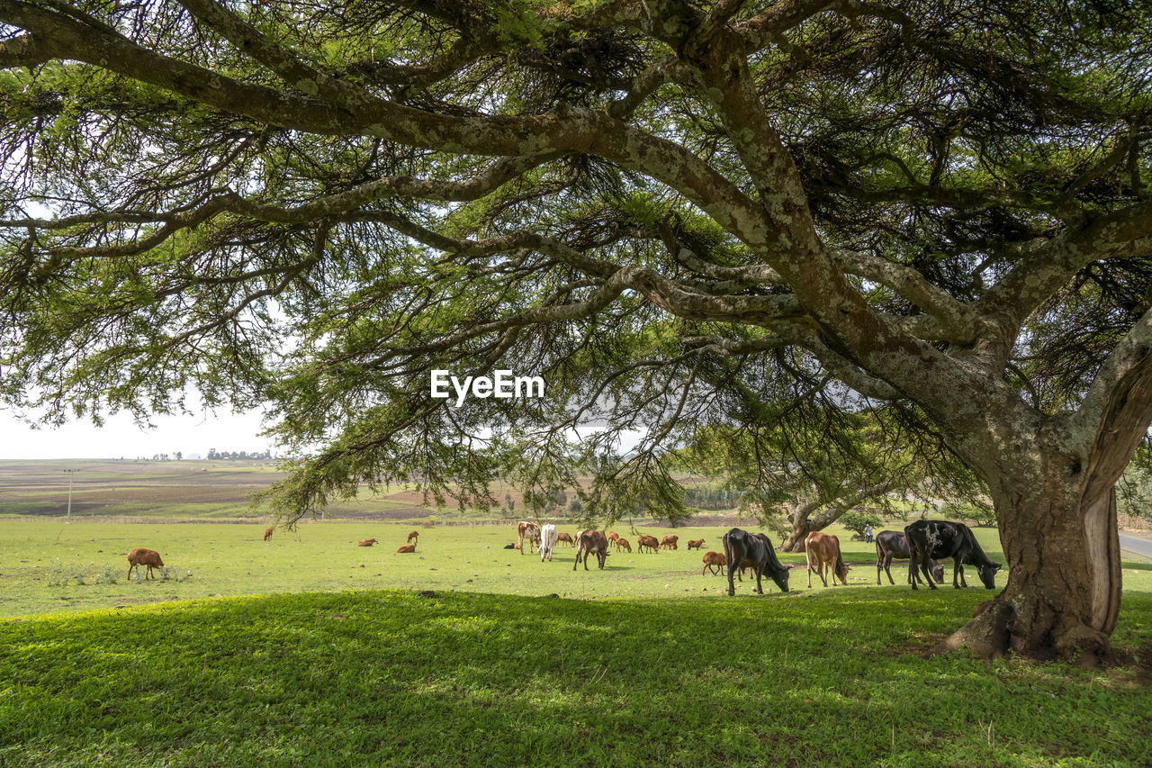 HORSES GRAZING IN FIELD