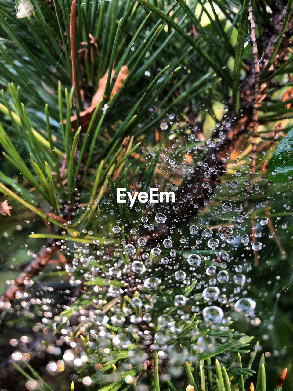 CLOSE-UP OF WATER DROPS ON PLANT