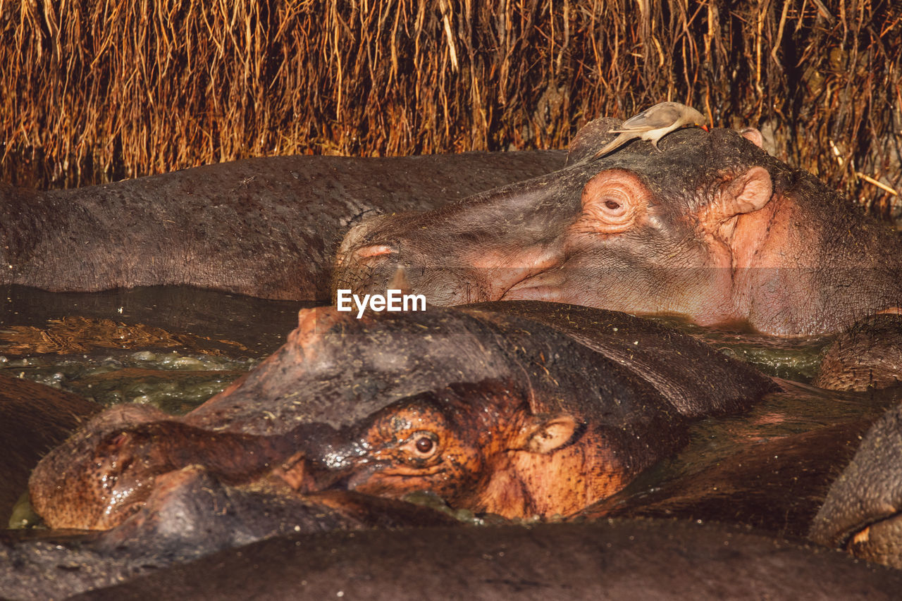 Group of hippopotamus in the water 