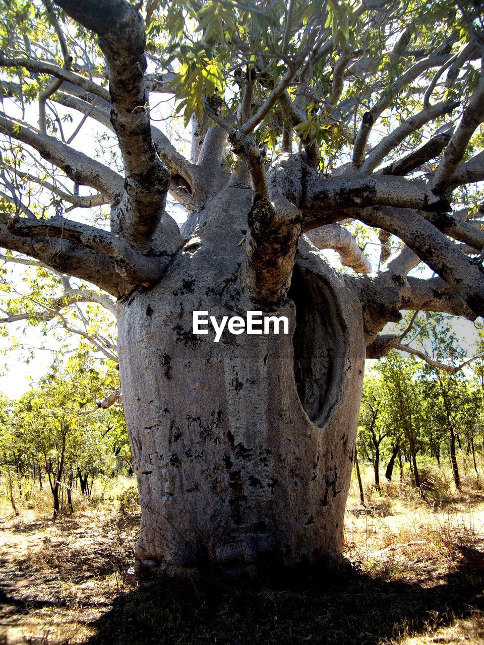 Baobab tree growing on field in forest