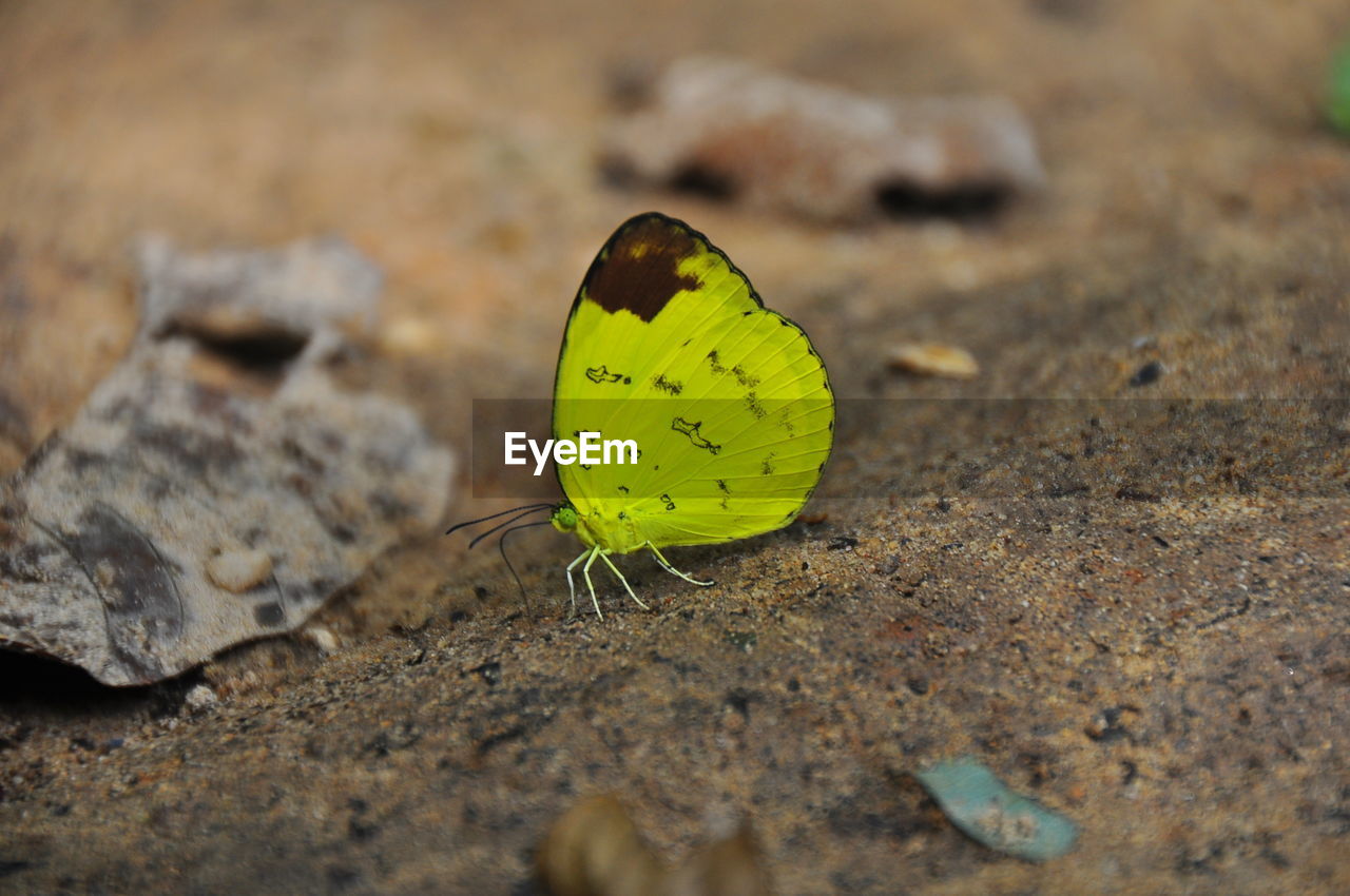 CLOSE-UP OF BUTTERFLY ON LEAF