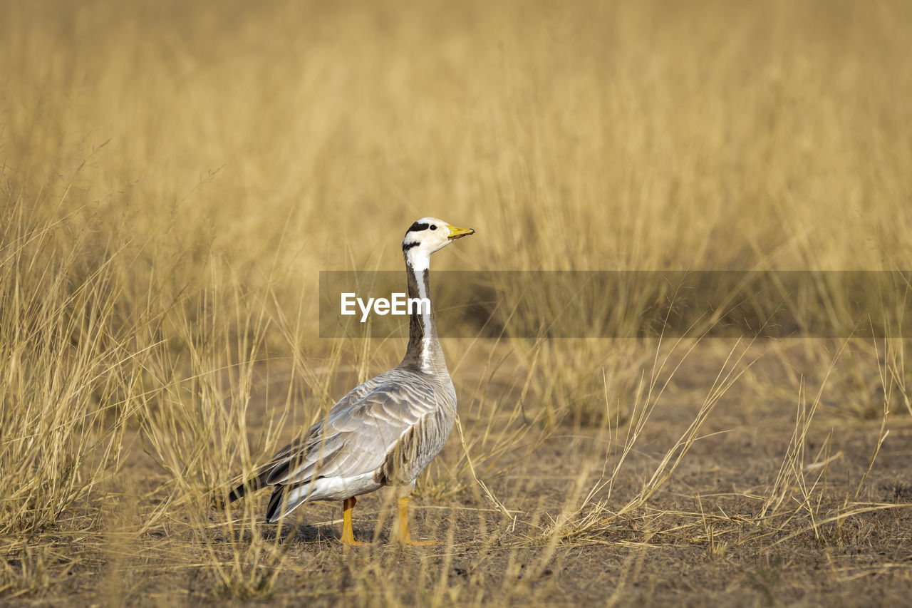 SIDE VIEW OF BIRD ON GRASS