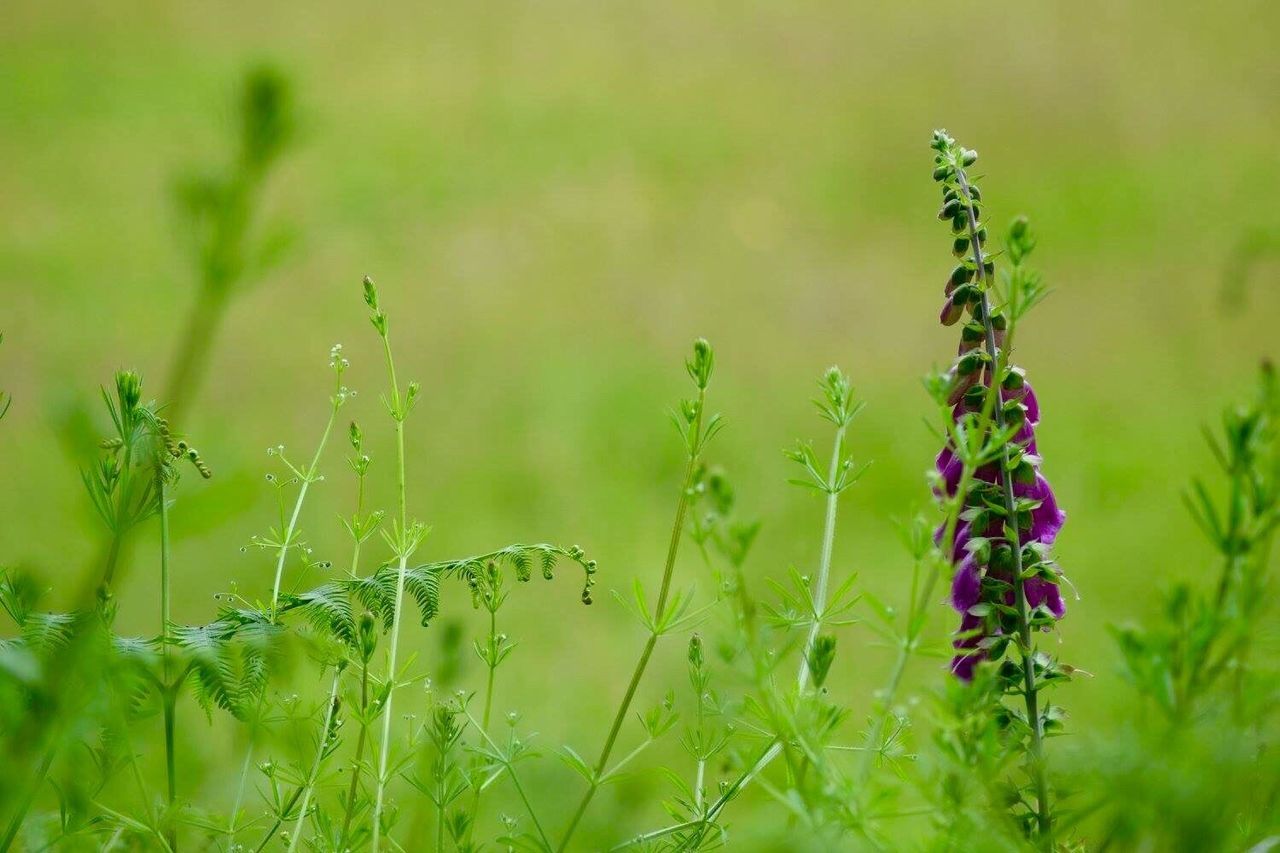 Close-up of plant growing on field