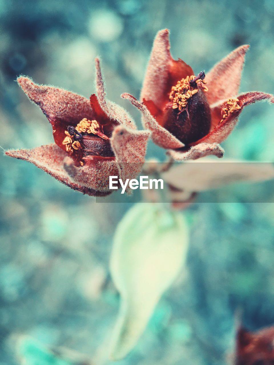 Close-up of flower on plant