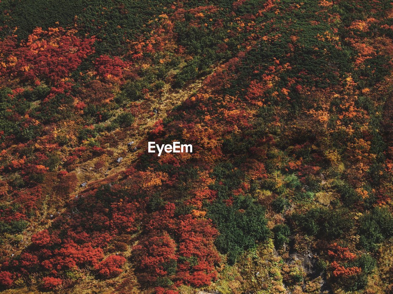 HIGH ANGLE VIEW OF TREES IN FOREST