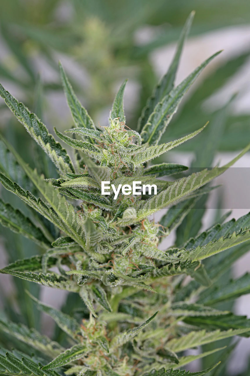 close-up of plant against blurred background