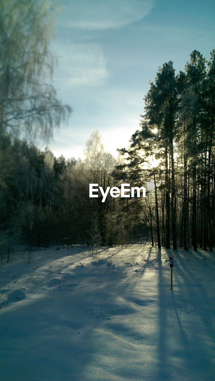 Scenic view of trees on snowy landscape