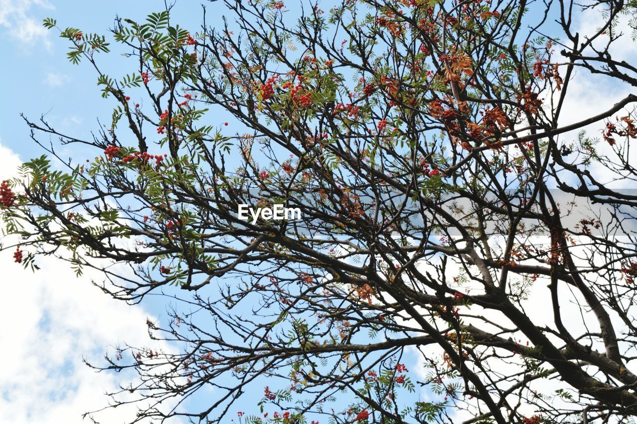 LOW ANGLE VIEW OF TREES AGAINST SKY