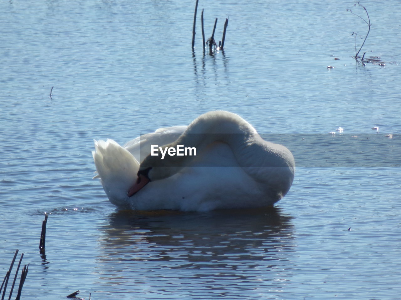 SWAN FLOATING ON LAKE