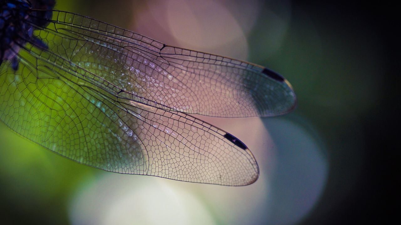 Cropped shot of insect wing