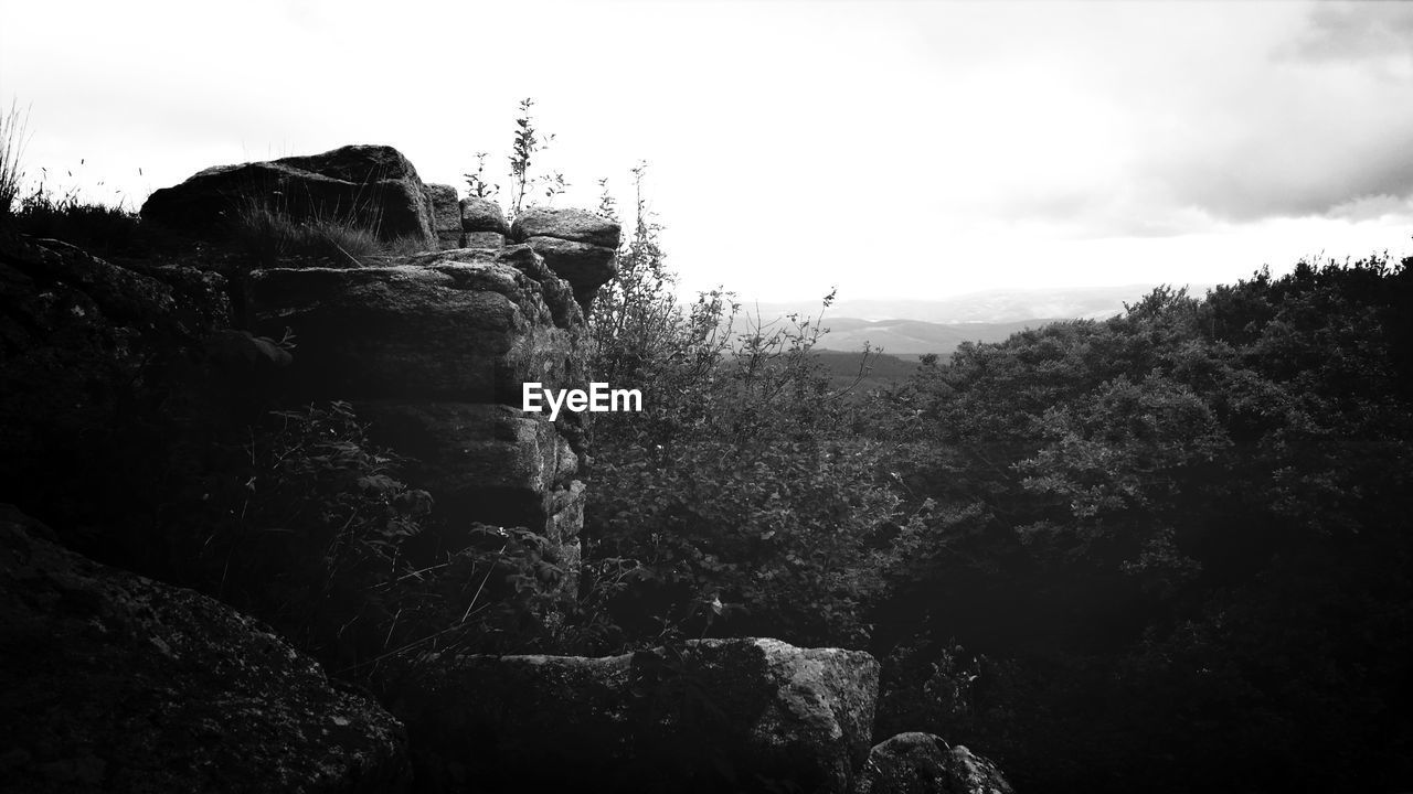 Scenic view of forest against sky