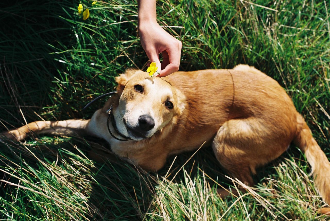 Close-up of dog on field