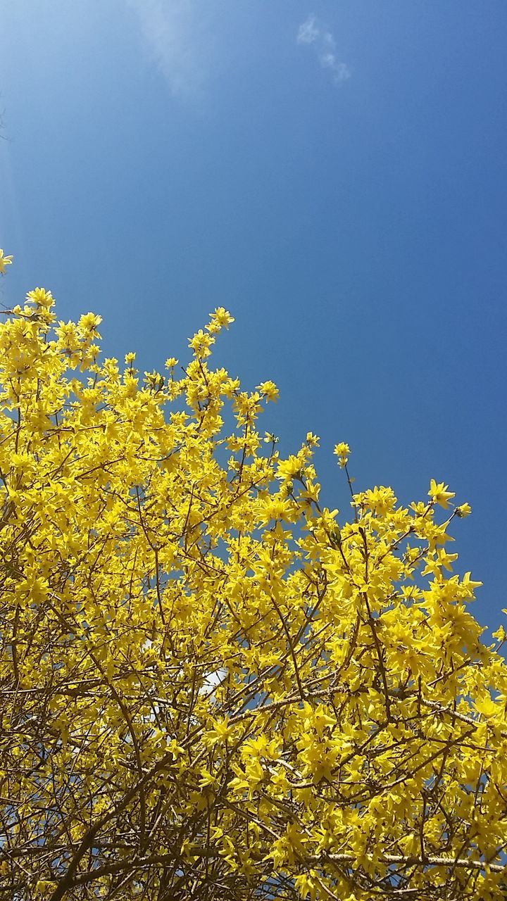 LOW ANGLE VIEW OF FLOWERS