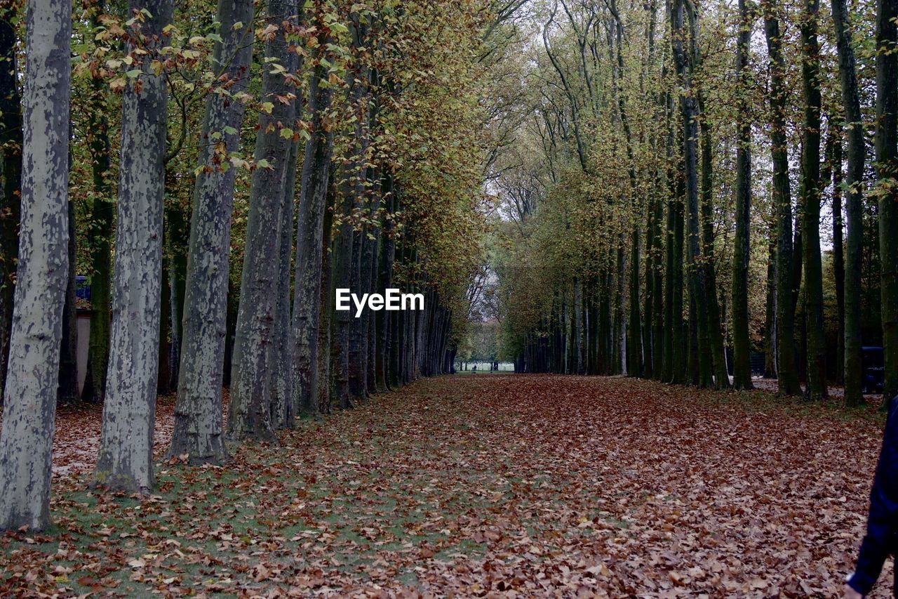 DIRT ROAD AMIDST TREES IN FOREST