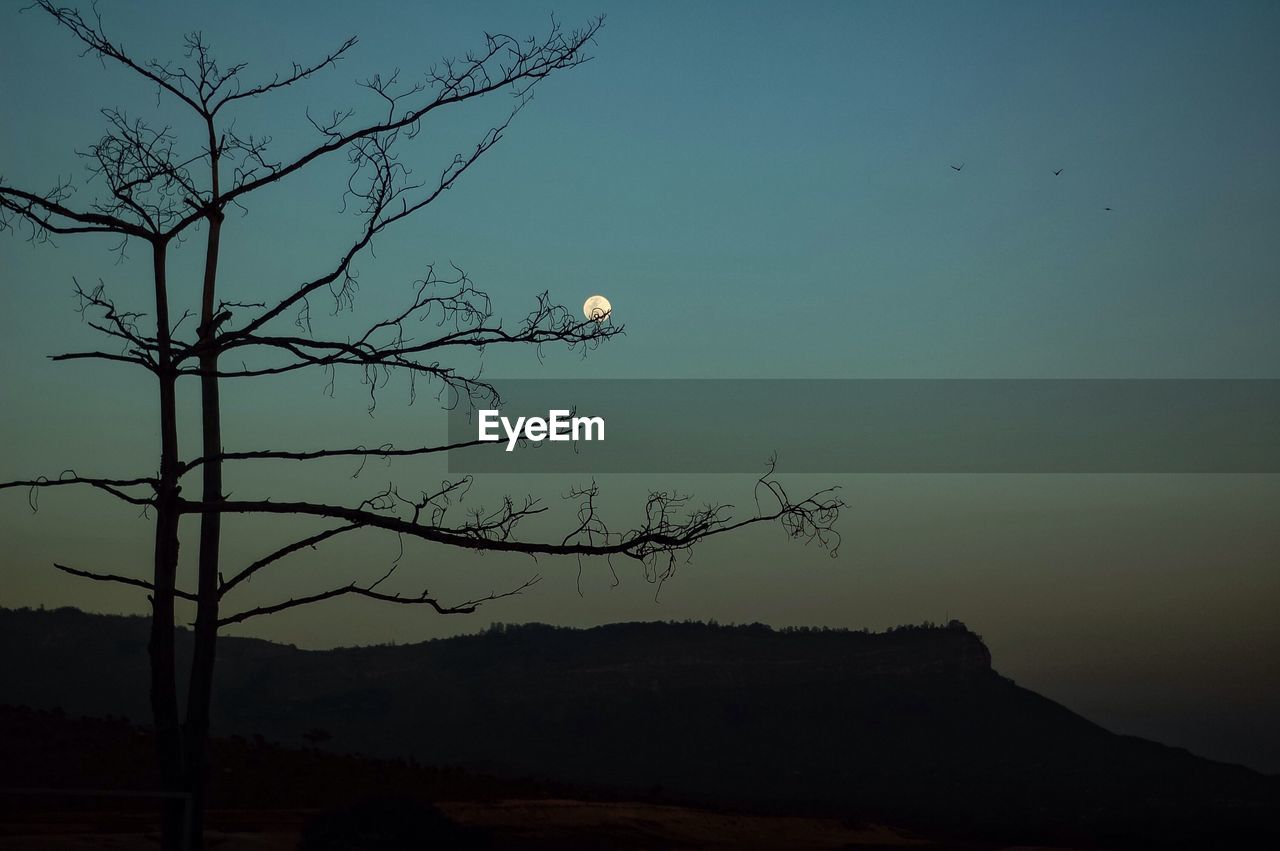 Bare tree against clear sky at night