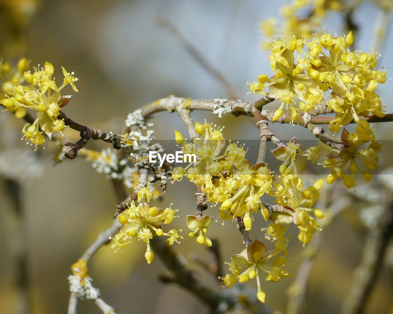 CLOSE-UP OF YELLOW CHERRY BLOSSOM