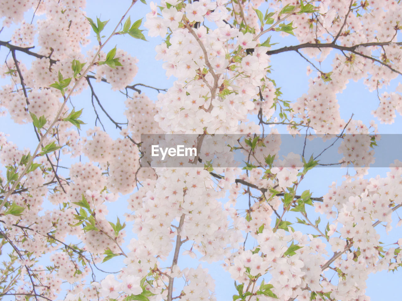 plant, tree, blossom, flower, flowering plant, springtime, fragility, beauty in nature, freshness, branch, growth, nature, sky, cherry blossom, low angle view, pink, no people, day, produce, cherry tree, outdoors, fruit tree, botany, spring, clear sky, close-up, blue, backgrounds, white, tranquility