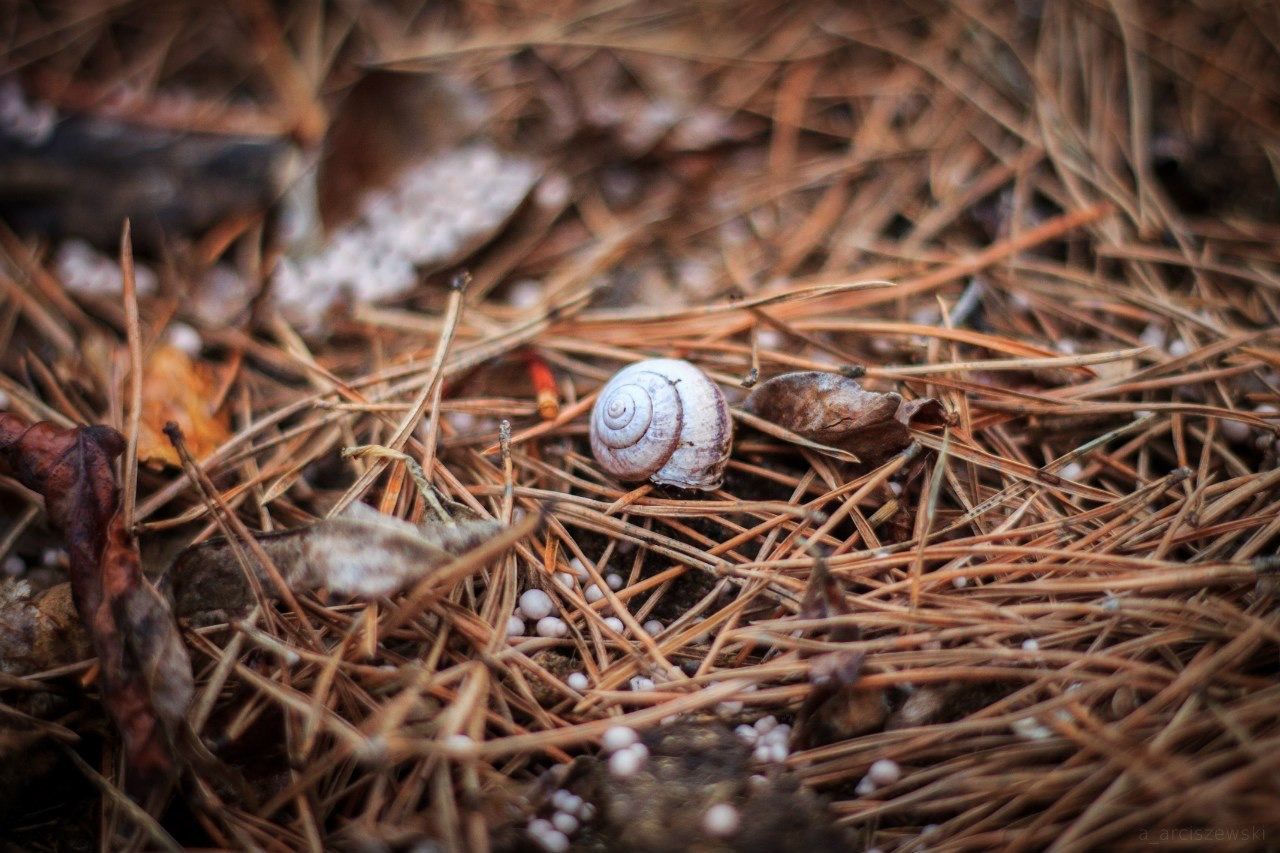 Close-up of snail on ground