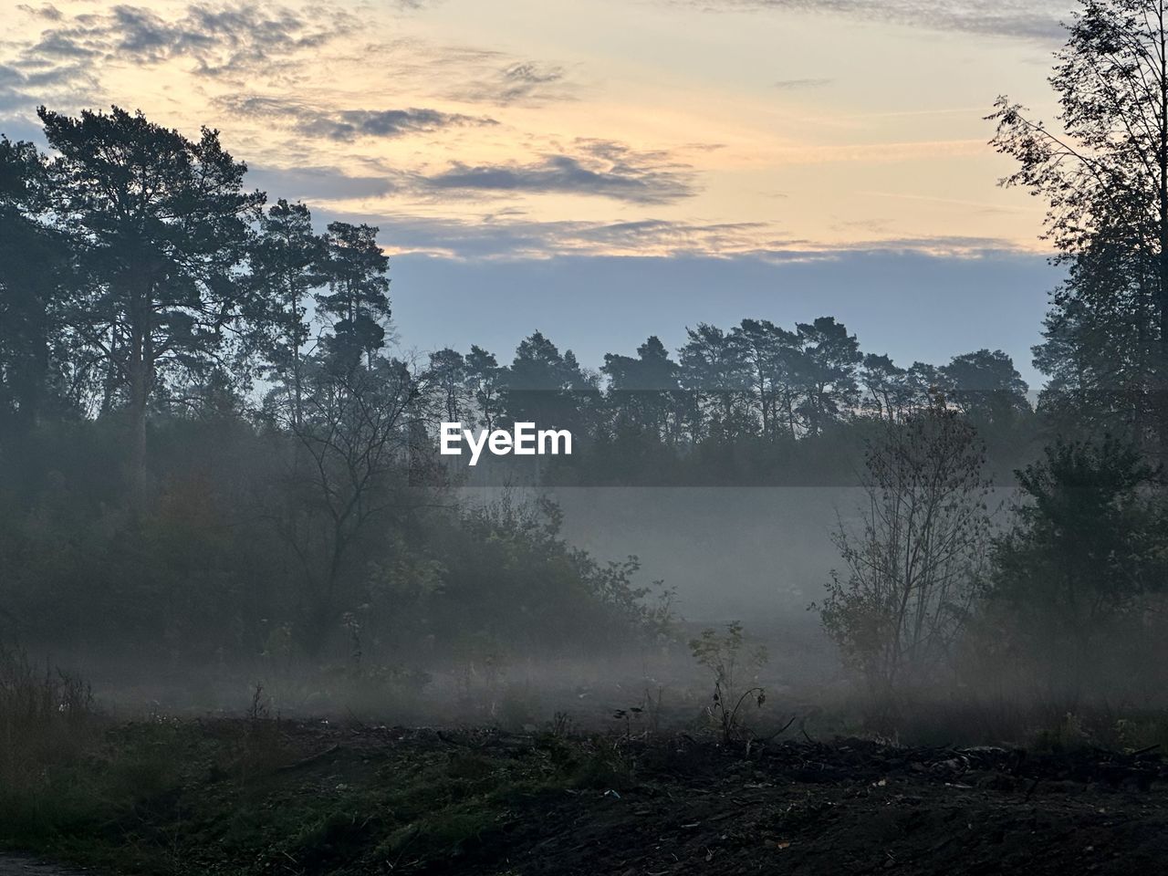 tree, nature, fog, morning, mist, plant, environment, landscape, sky, land, dawn, forest, beauty in nature, scenics - nature, sunrise, sun, cloud, tranquility, no people, social issues, twilight, tranquil scene, sunlight, pinaceae, outdoors, travel, mountain, non-urban scene, rural scene, coniferous tree, pine woodland, woodland, travel destinations, pine tree, tourism, grass, field, atmospheric mood, winter, silhouette