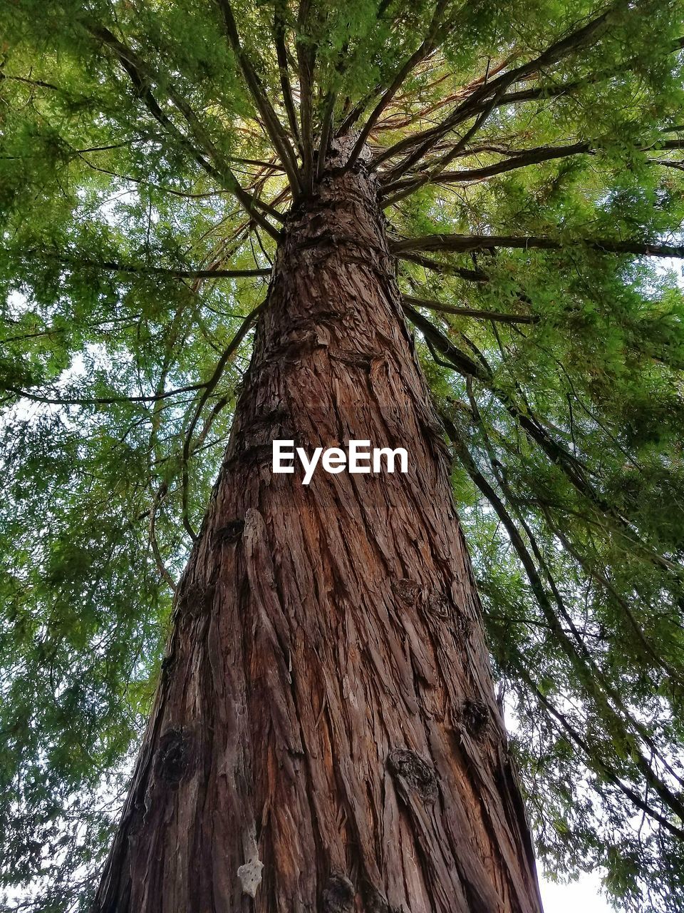 LOW ANGLE VIEW OF TREE