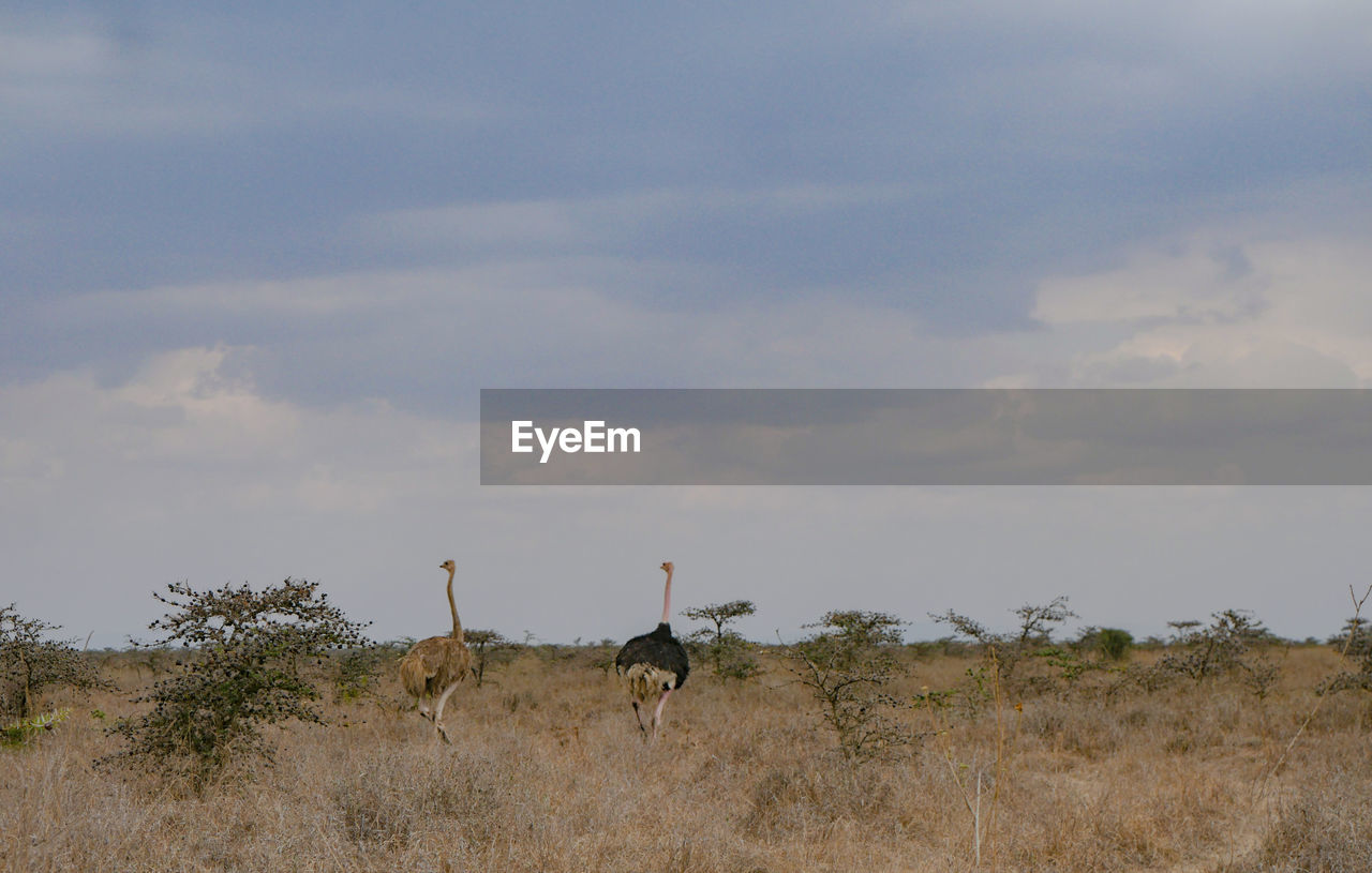 View of ostriches standing on field against sky