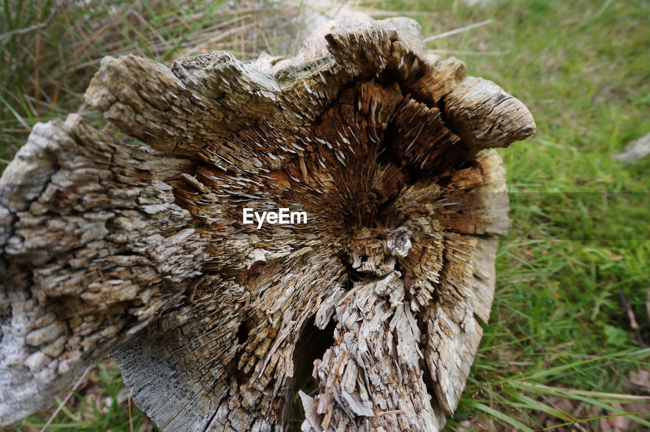 CLOSE-UP OF CRAB ON TREE STUMP