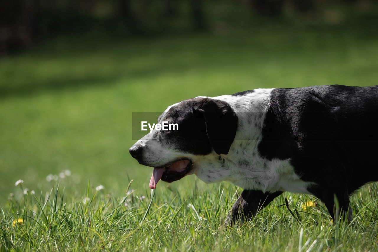 CLOSE-UP OF DOG LOOKING AWAY