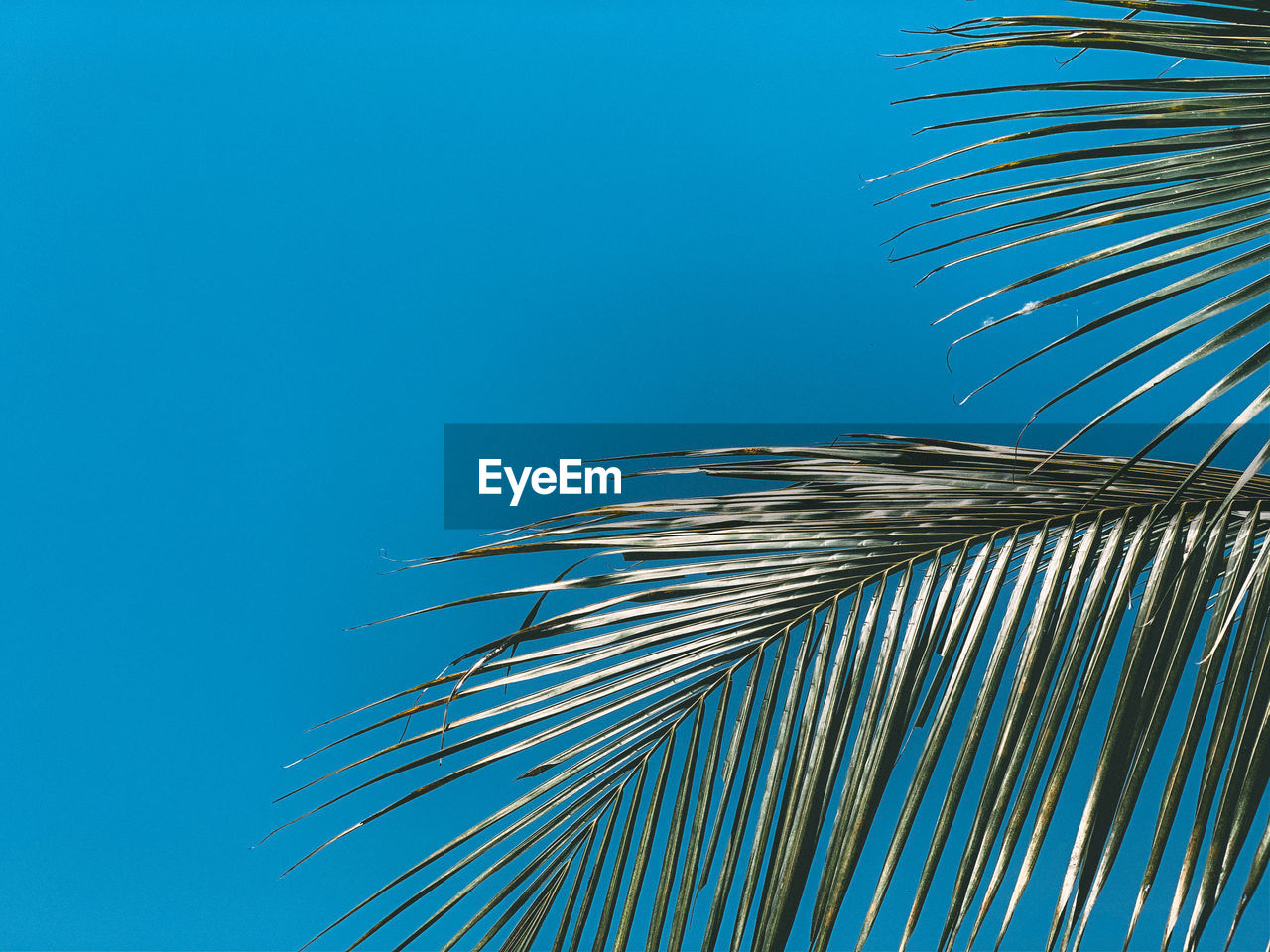 Low angle view of palm trees against clear blue sky