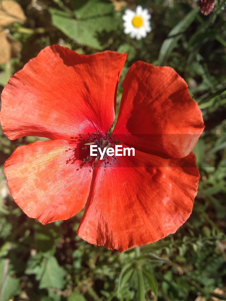 CLOSE-UP OF RED HIBISCUS FLOWER