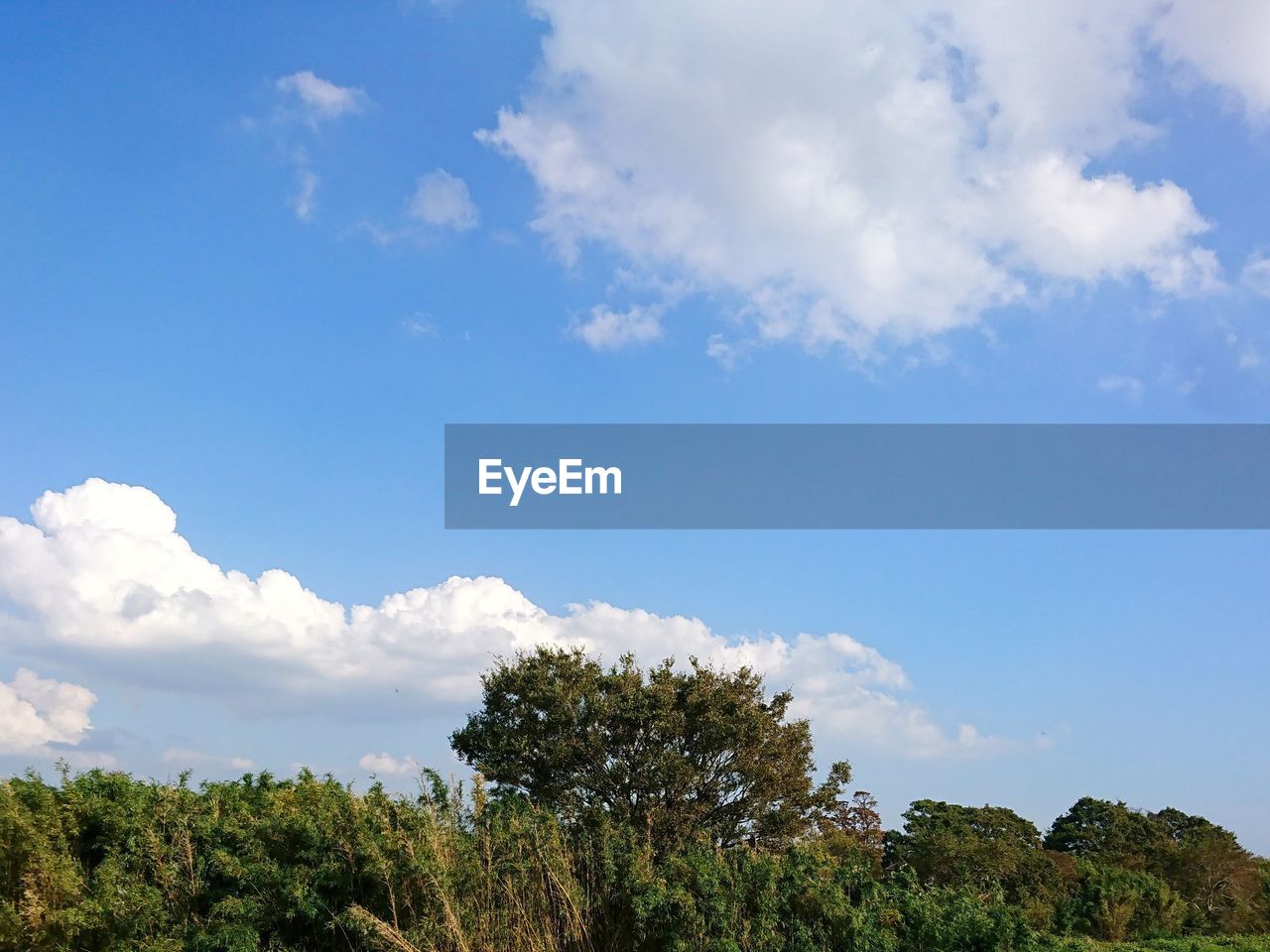 LOW ANGLE VIEW OF PLANTS AGAINST SKY