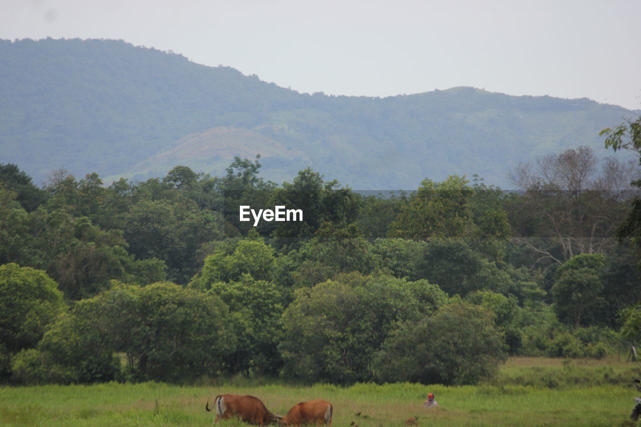 SCENIC VIEW OF TREES ON FIELD AGAINST MOUNTAIN
