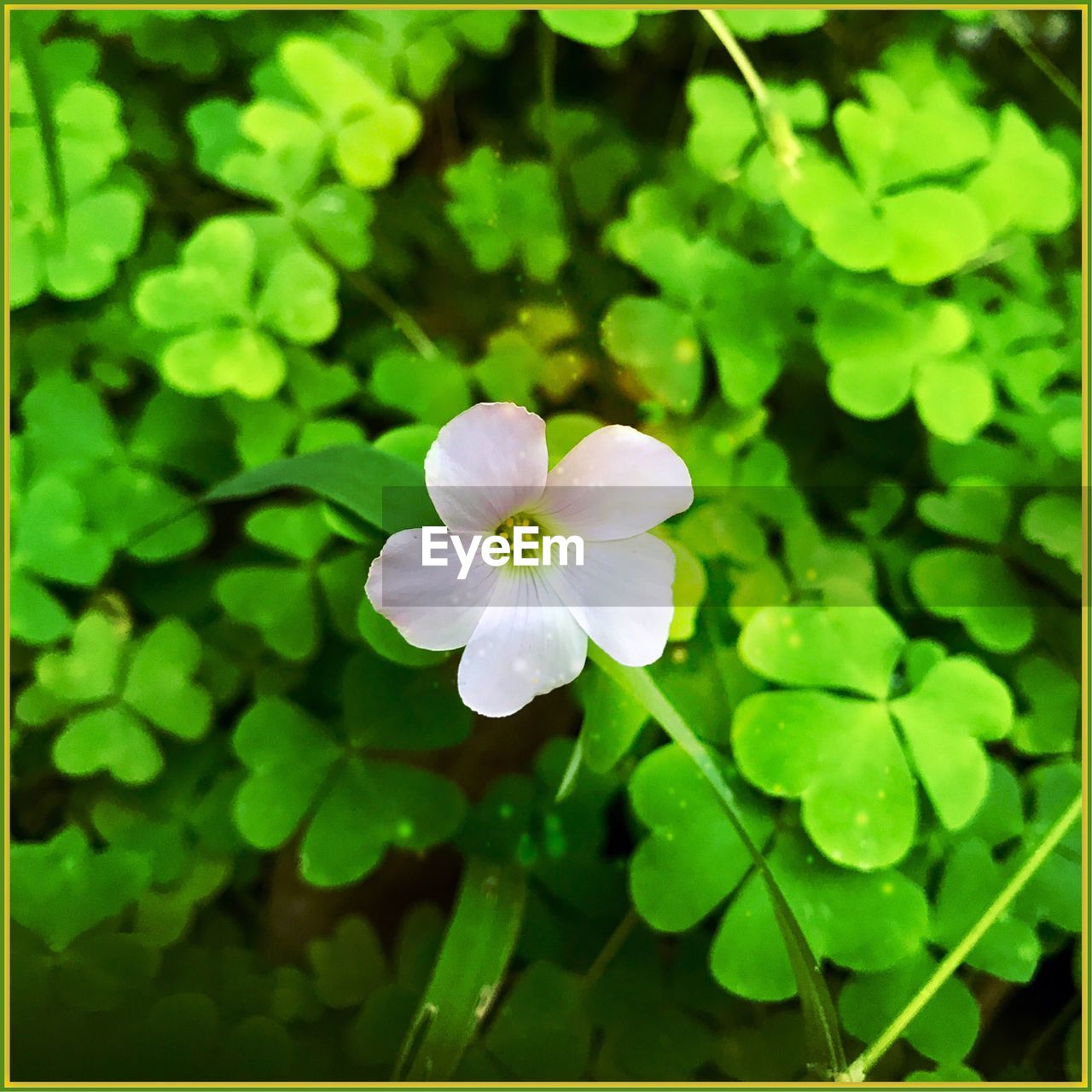 CLOSE-UP OF WATER BLOOMING OUTDOORS