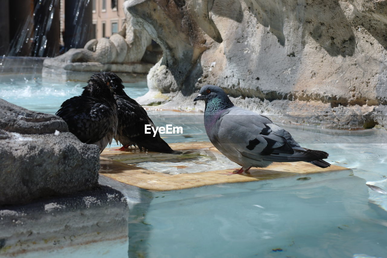 Birds perching on rock