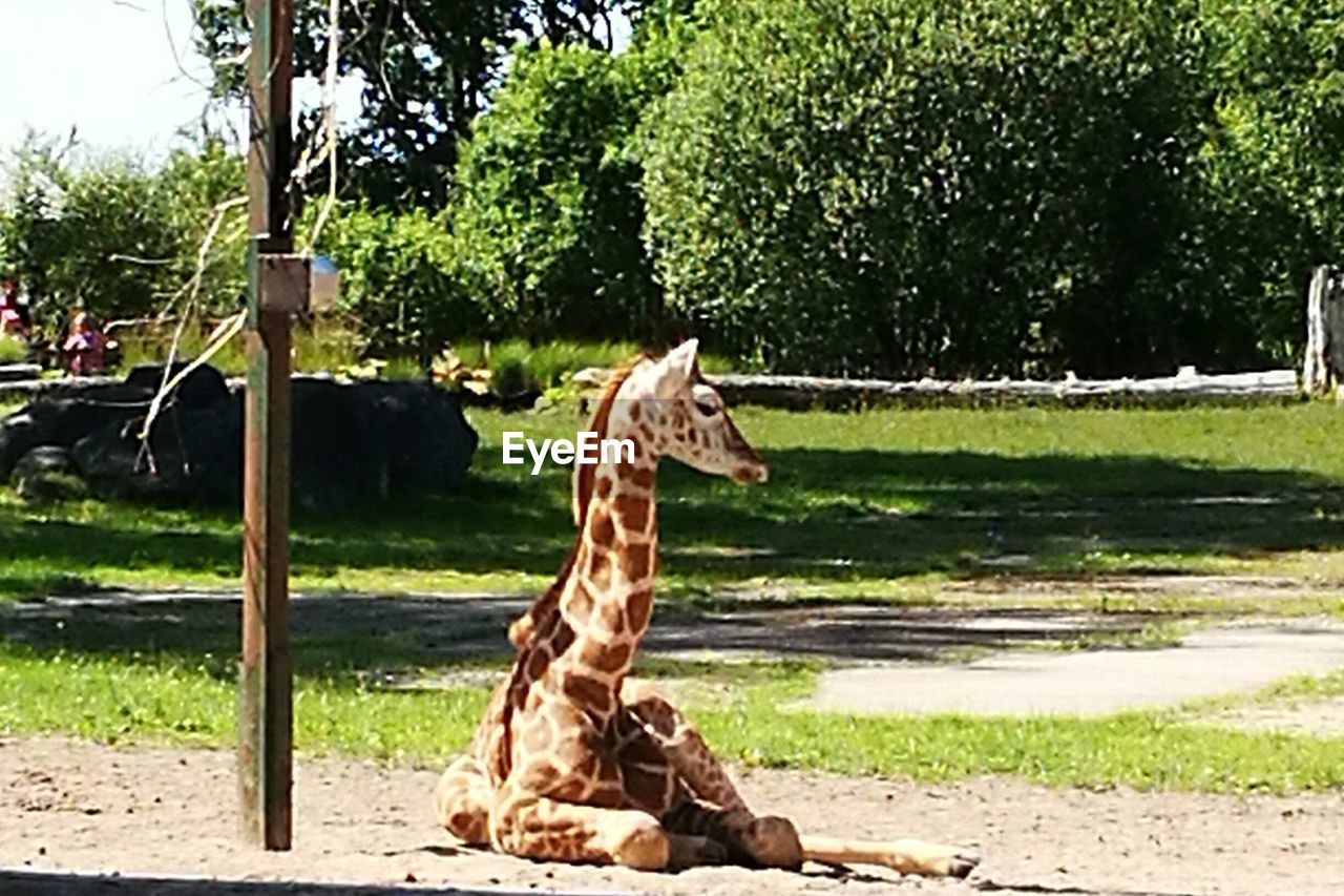 CLOSE-UP OF HORSE AND TREE