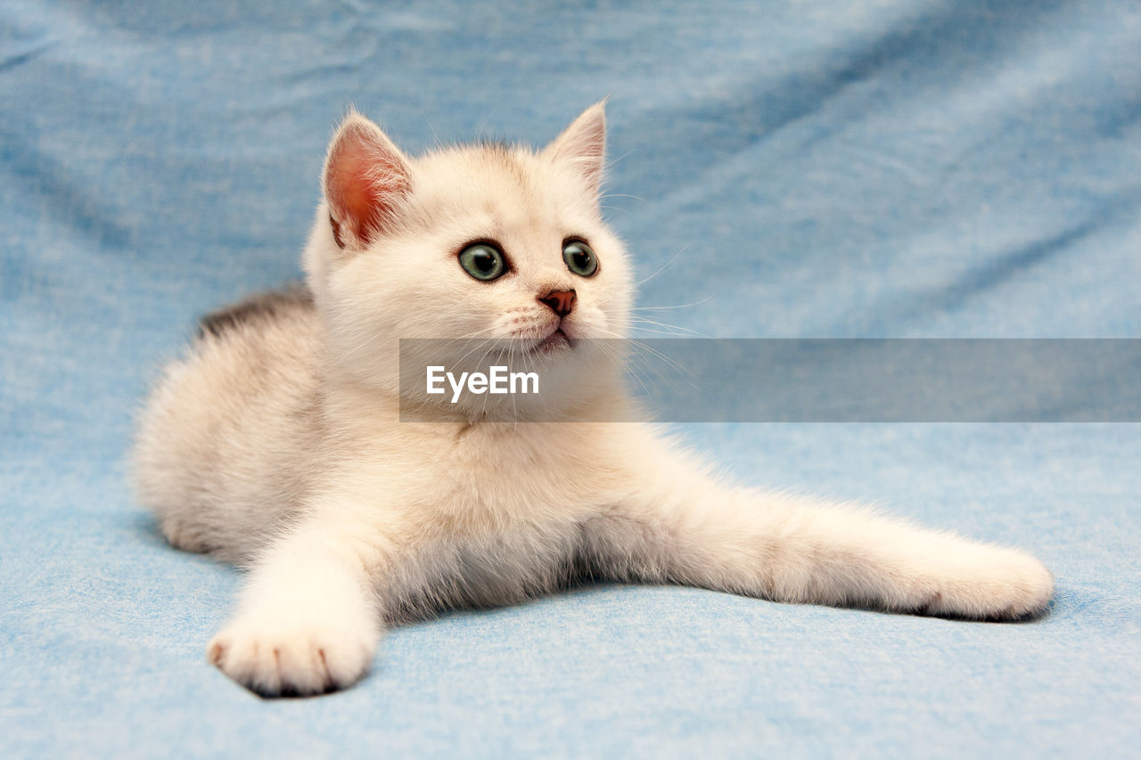 White british kitten lying on a blue background with wide front legs and staring to the right