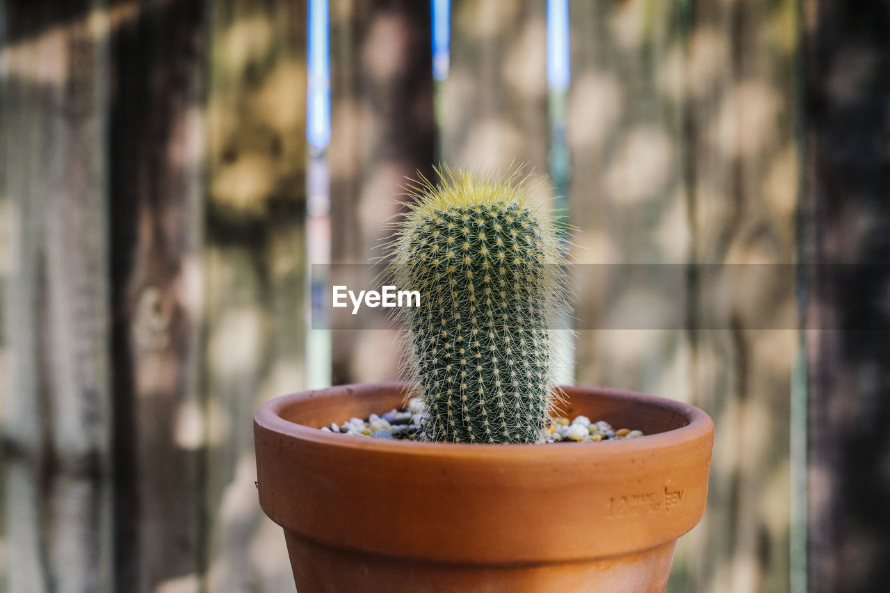 close-up of cactus