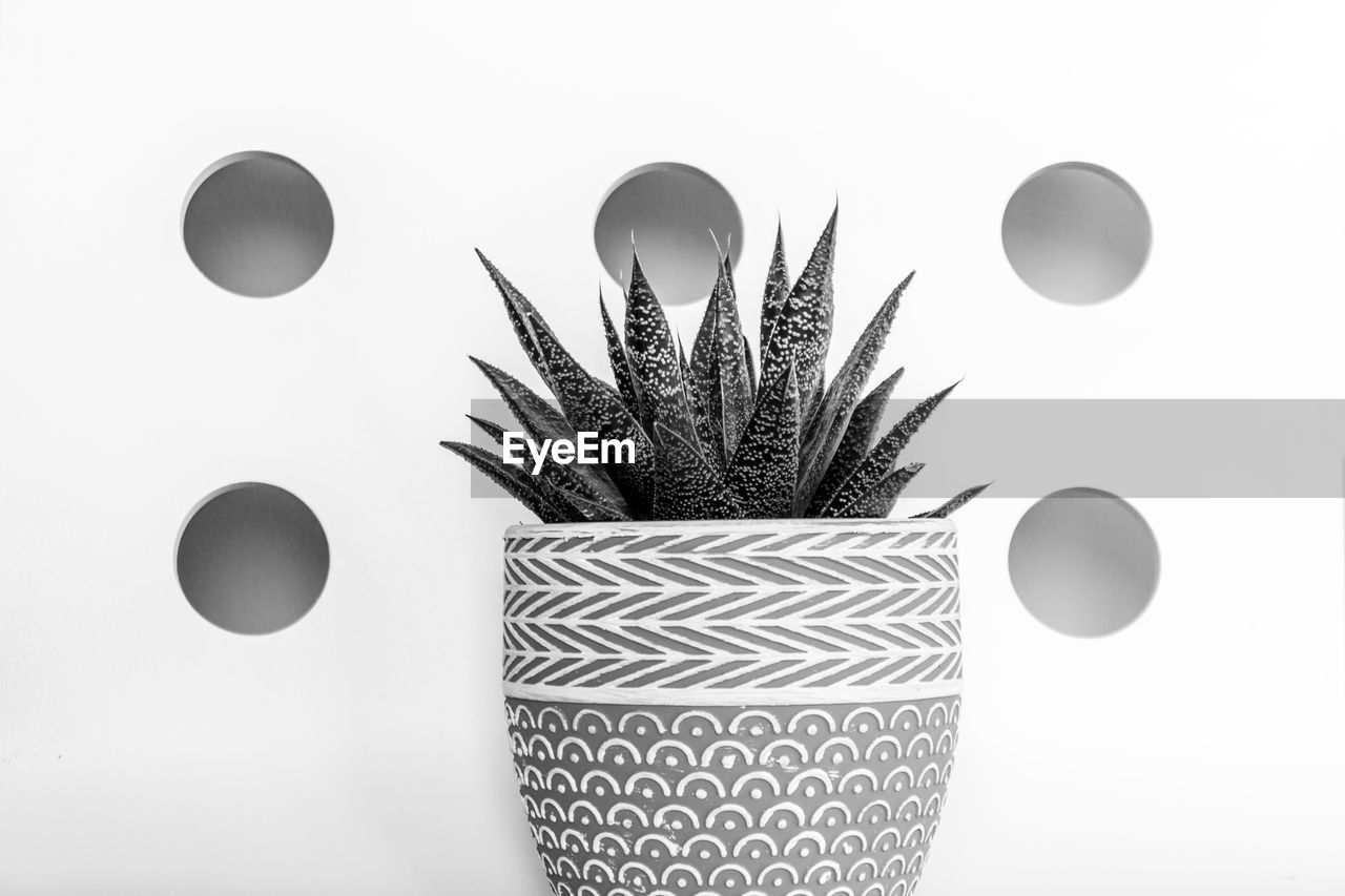  black and white succulent with geometric background 