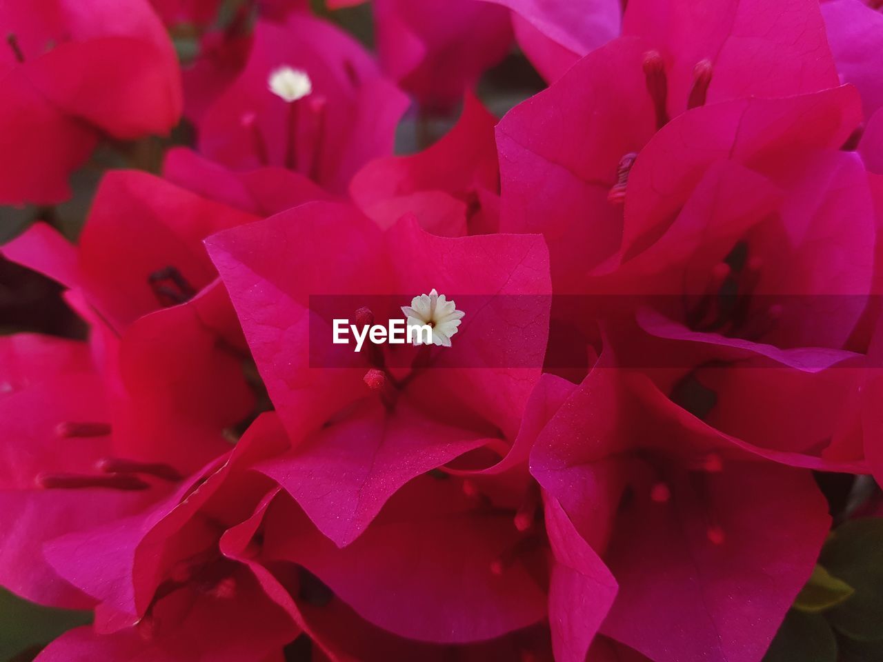 CLOSE-UP OF PINK FLOWERS BLOOMING OUTDOORS