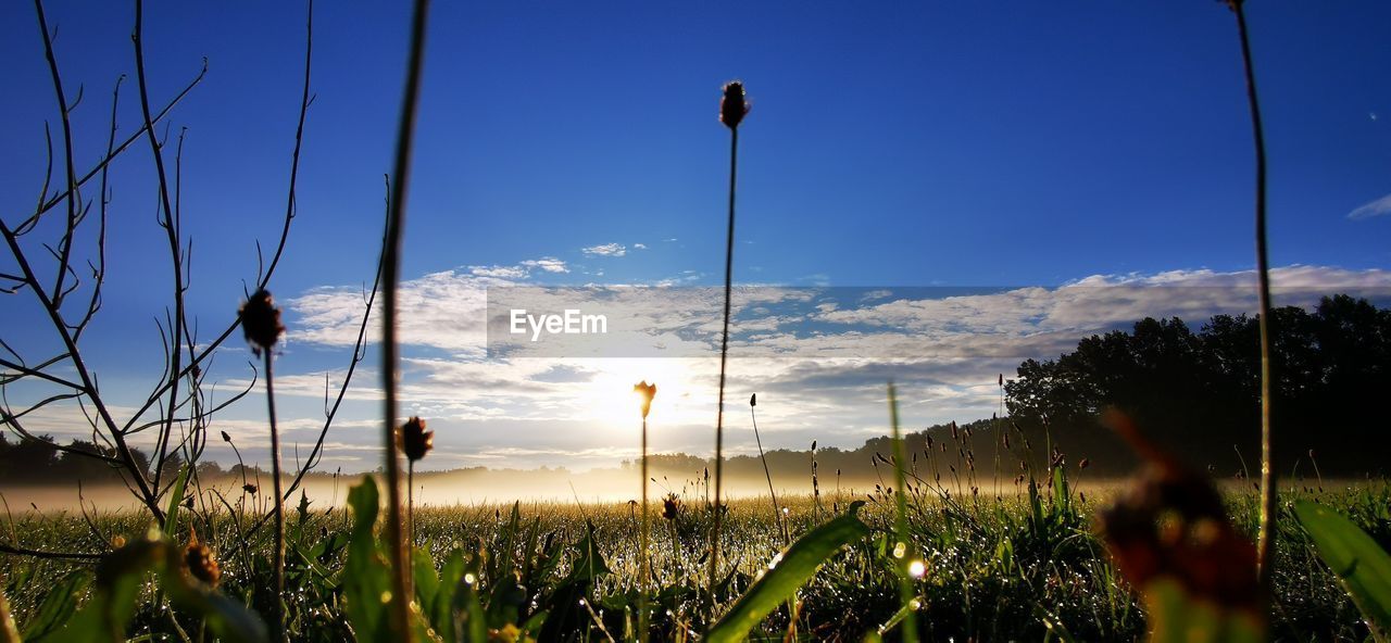 Plants growing on field against sky during sunset