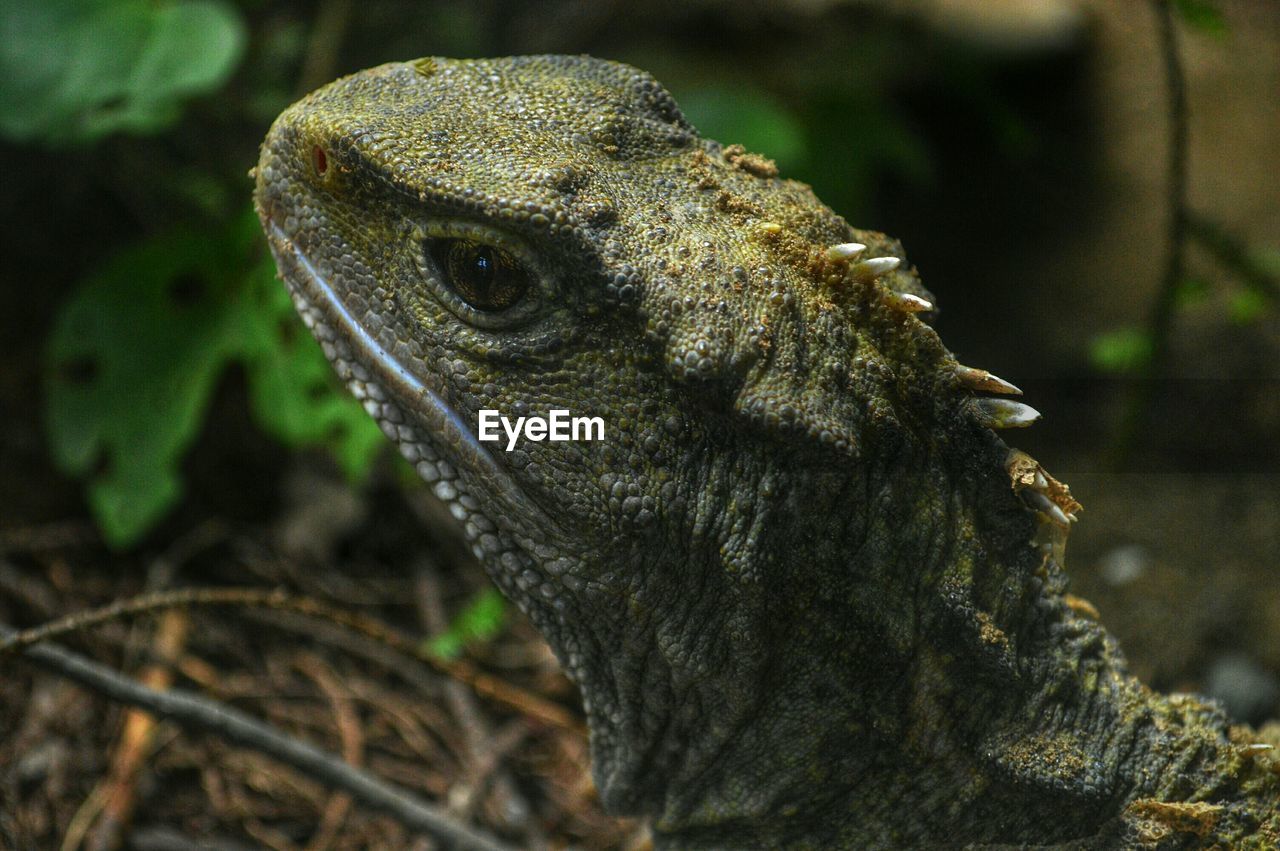 Close-up side view of reptile against blurred background