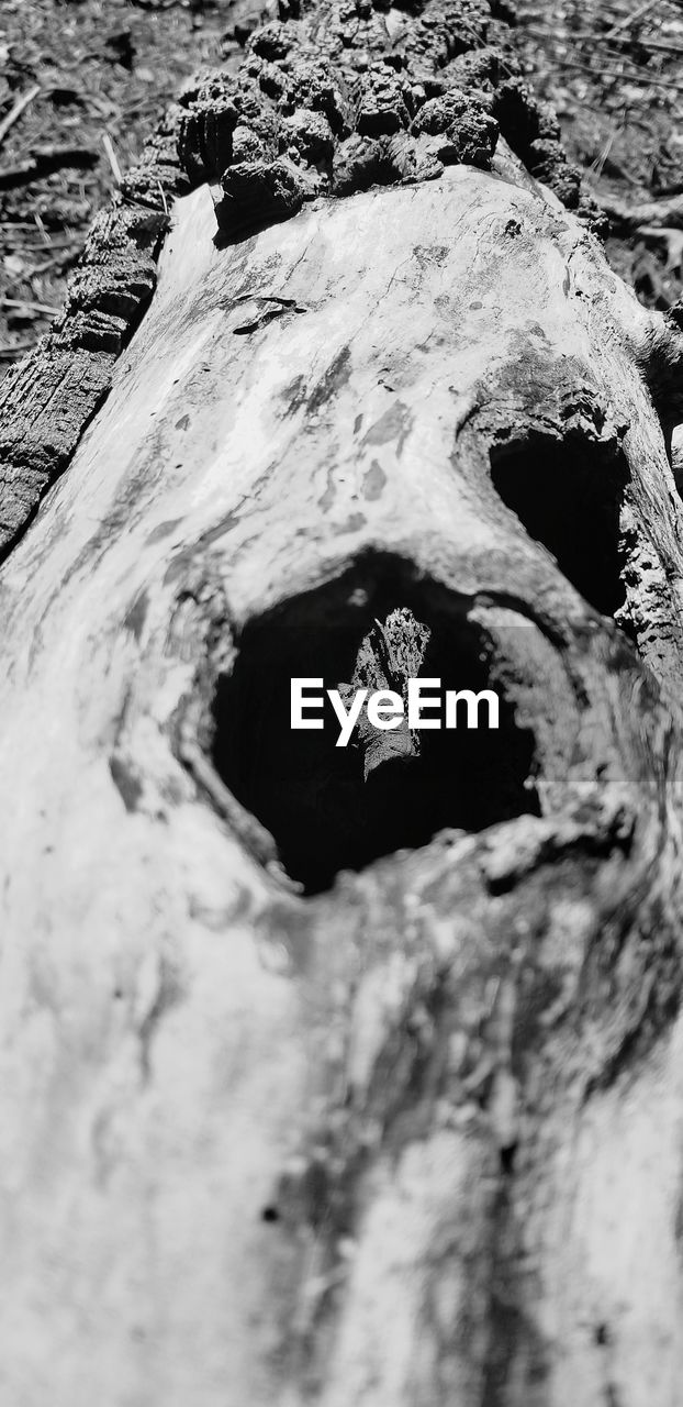 HIGH ANGLE VIEW OF ANIMAL SKULL ON ROCKS