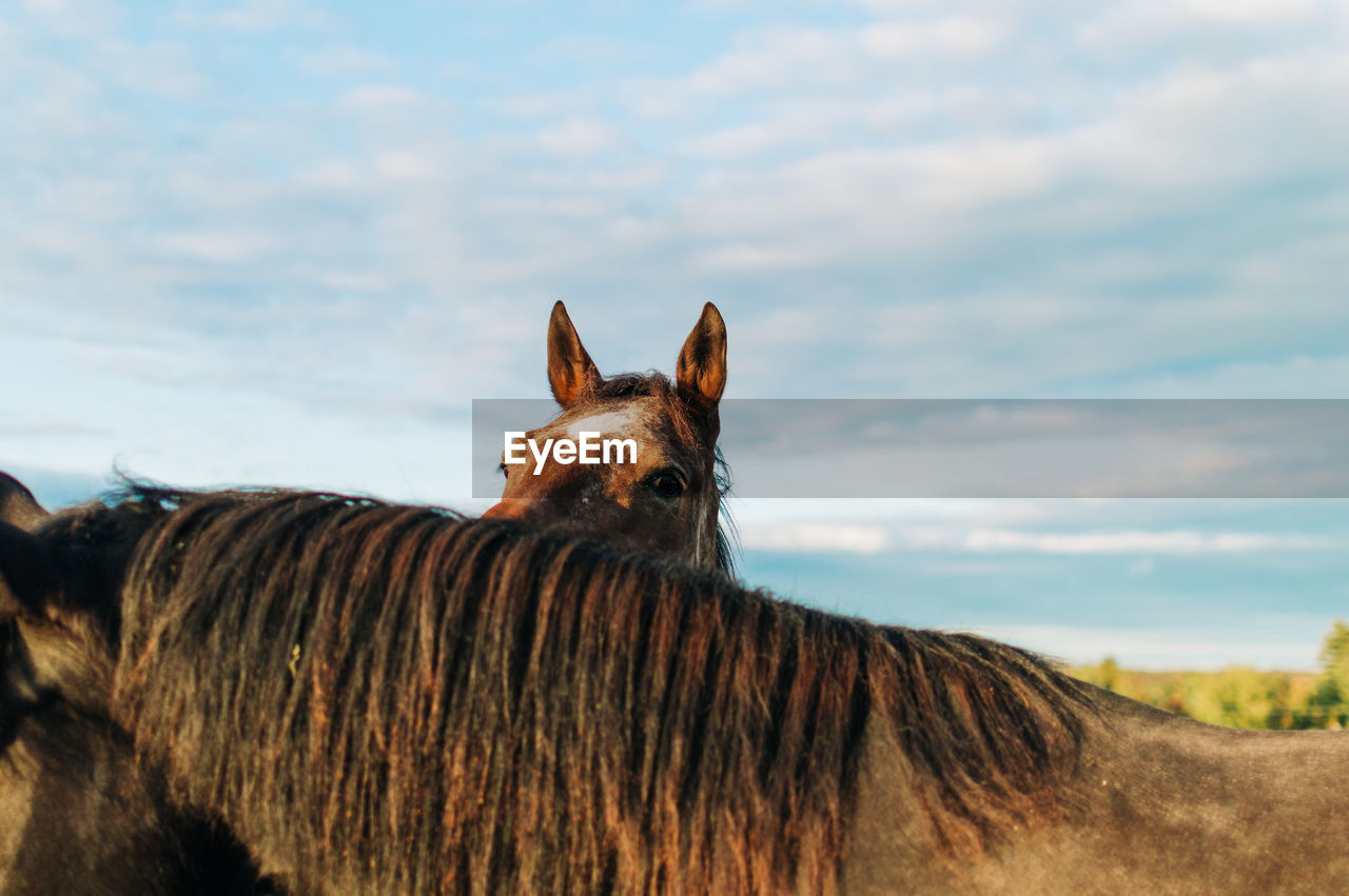 Portrait of horse on field against sky