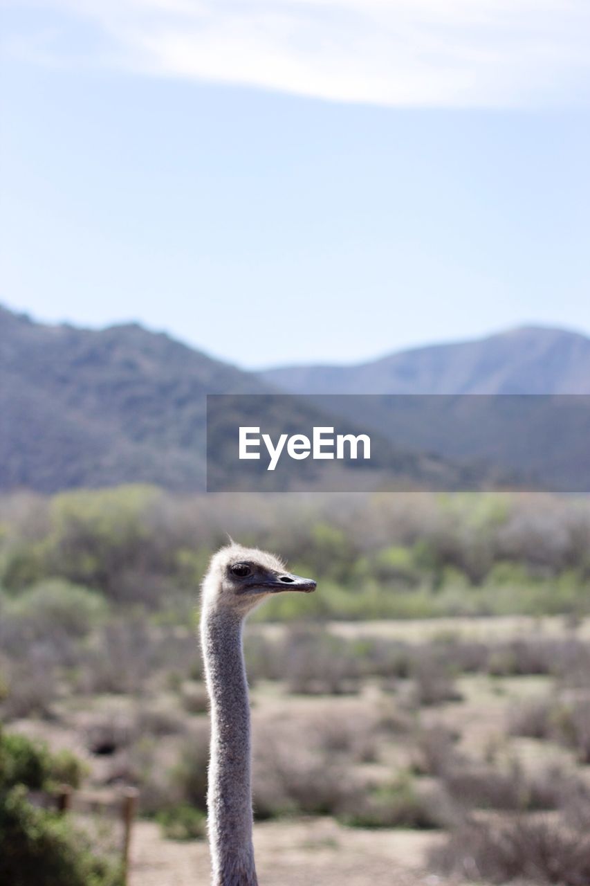 Ostrich on field against sky