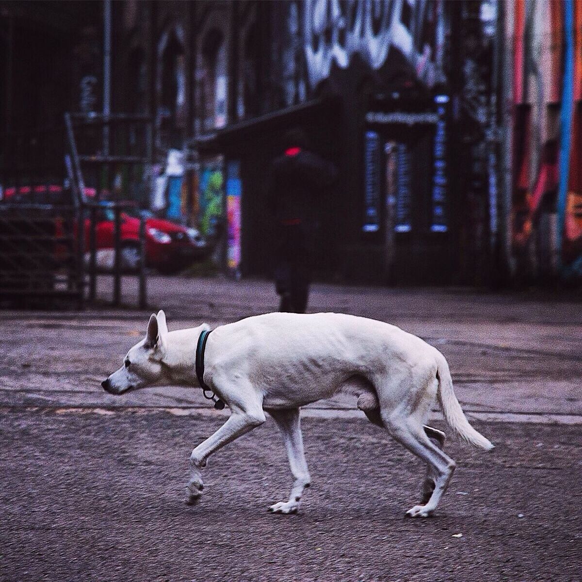 Dog walking the street