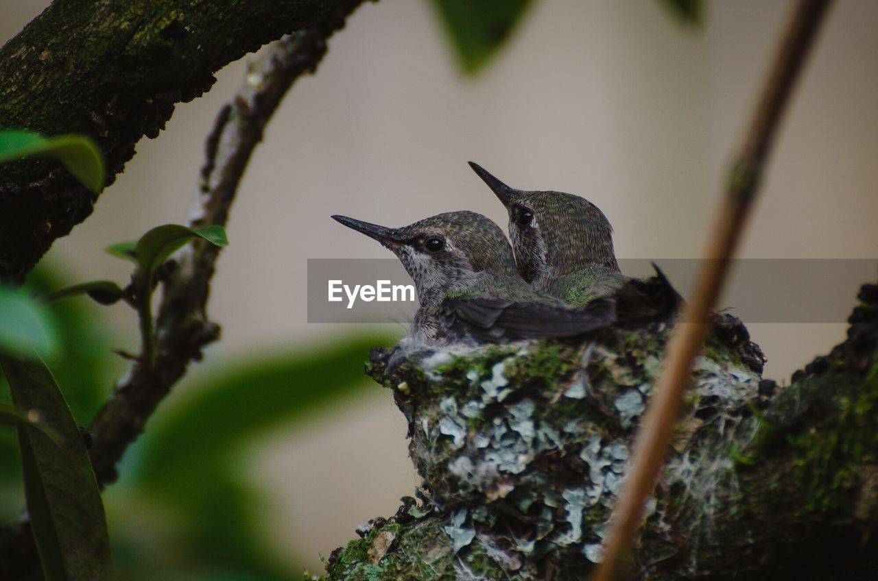 CLOSE-UP OF BIRD PERCHING ON TREE BRANCH